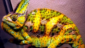 Chameleon changing color: How dominant sevenths become augmented sixths.
