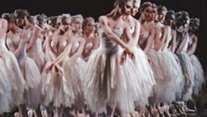 557 swans