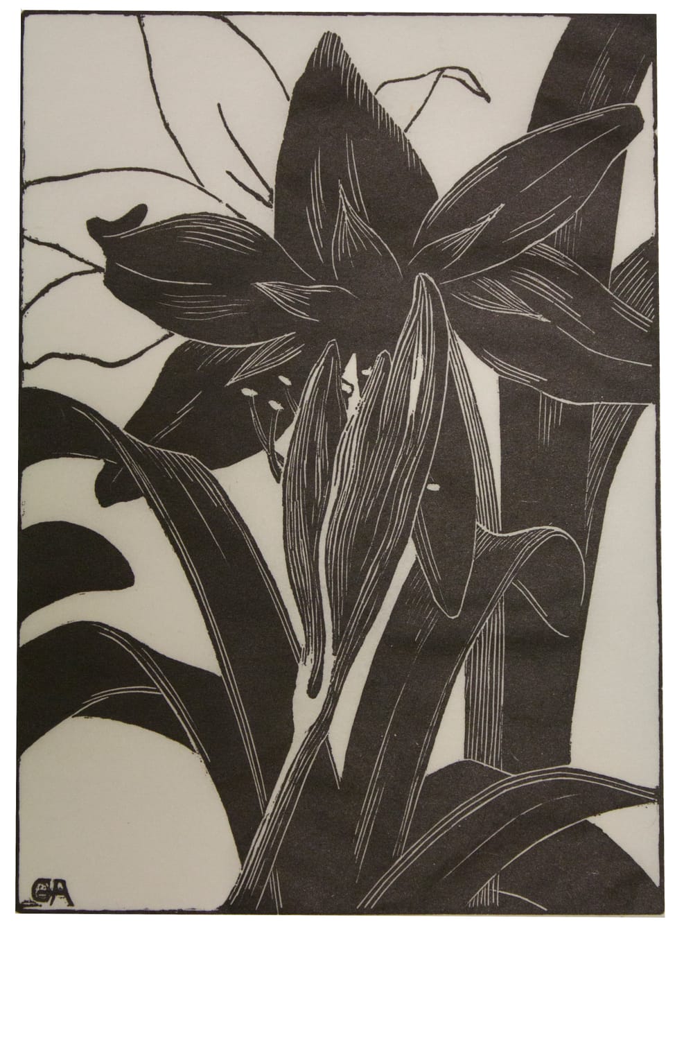 Fine-lined black-and-white print of a close-up view of an amaryllis flower, resembling a lily.