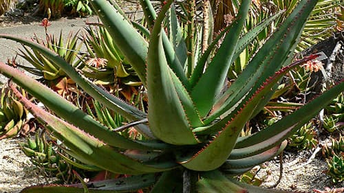 If this plant could sing… (Photo by Stan Shebs, via Wikimedia Commons.)