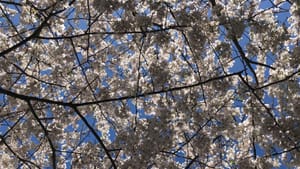 Looking up, a view of a tree full of pinkish white frothy-looking cherry blossoms, with blue sky behind them.