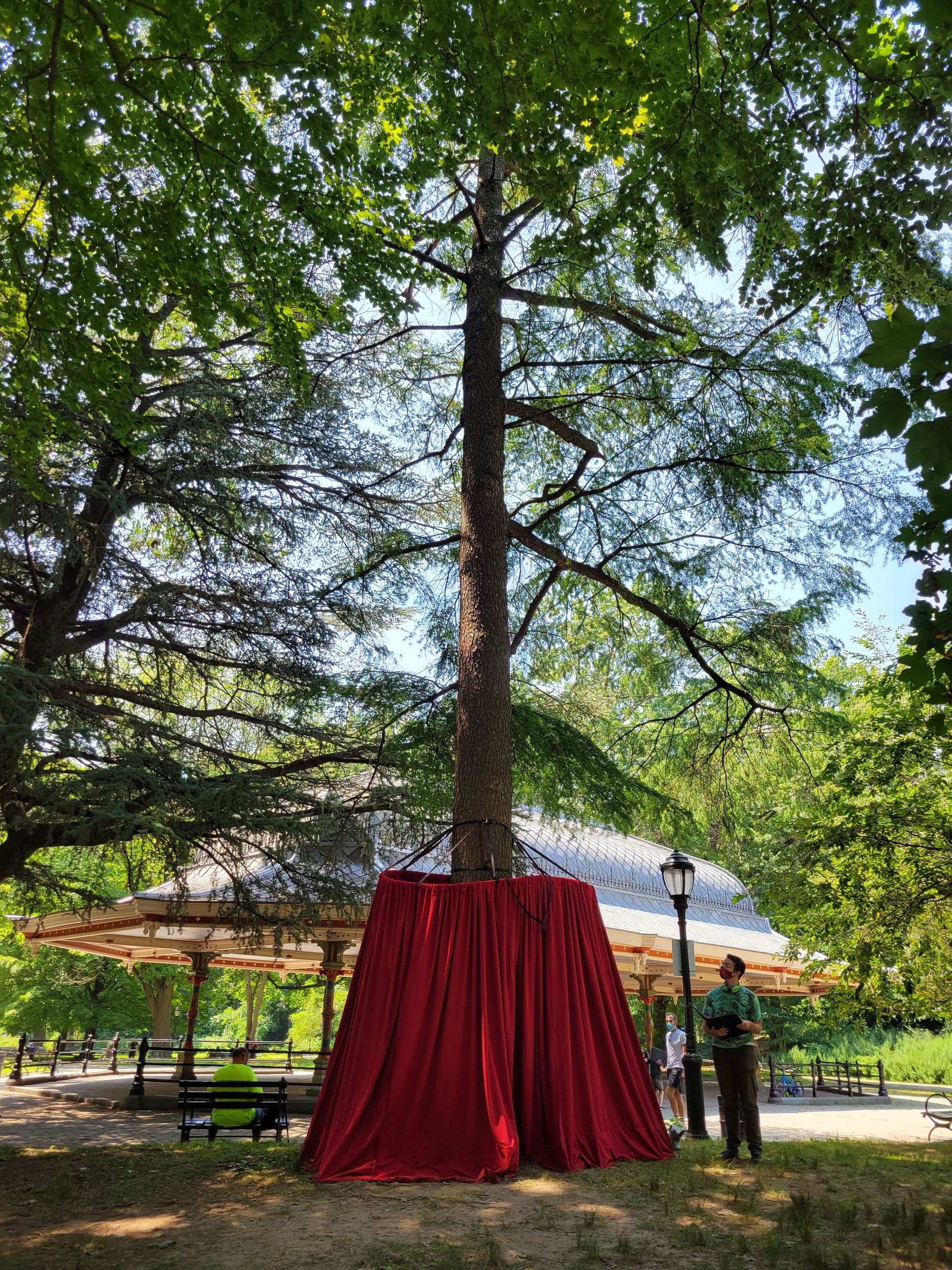 A tall tree is surrounded by a red curtain, a person stands next to the tree looking up.