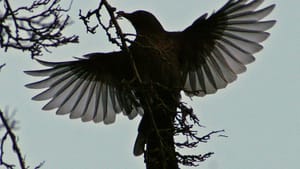 Blackbird in flight: Photo by David Merrett, via Wikimedia/Creative Commons.