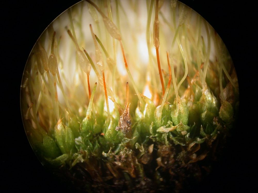 An image from Bryophilia. (Photo by Marion Wilson.)