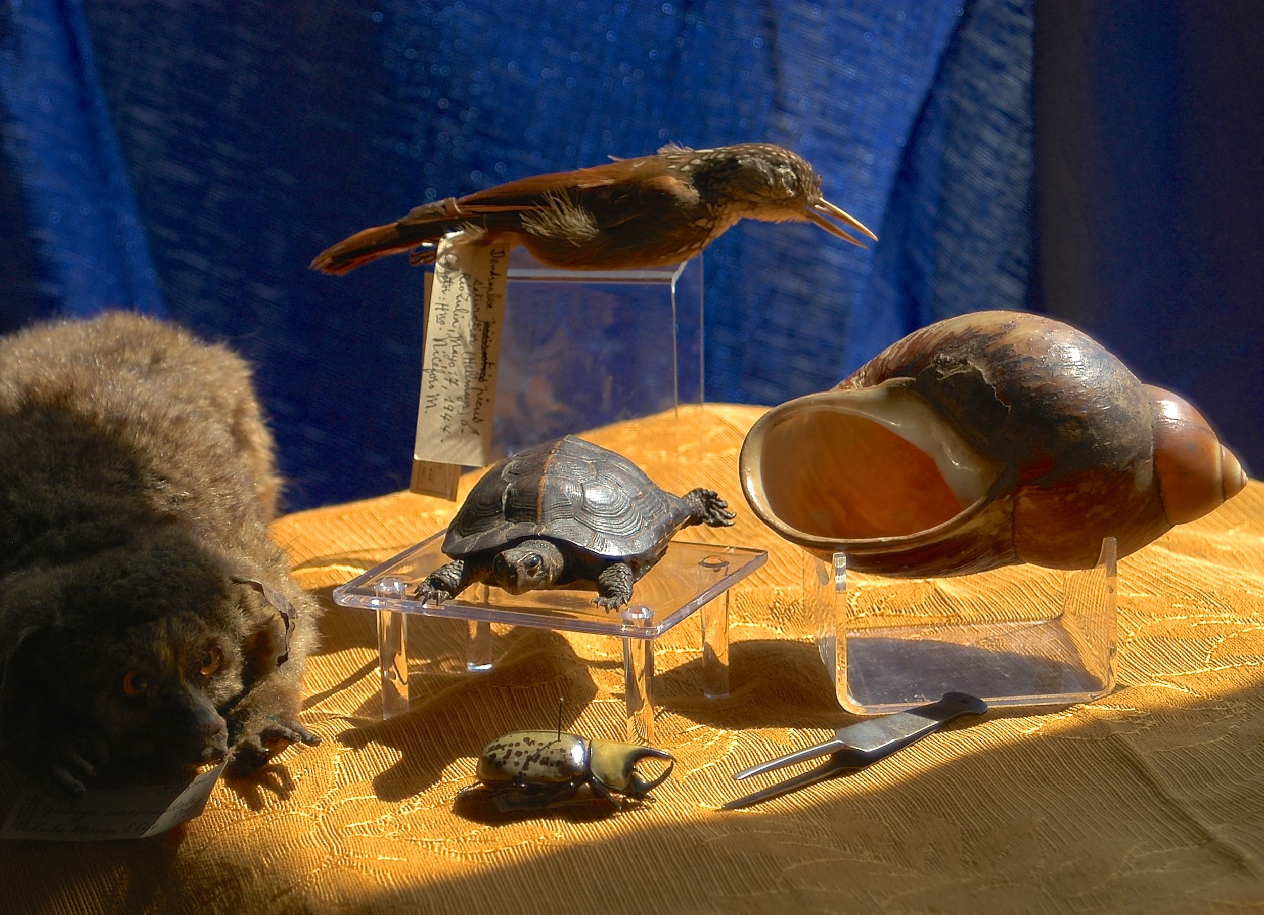 Religion meets nature at the Academy of Natural Sciences, in honor of the papal visit. (Photo by G.W. Cowper.)