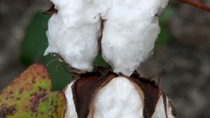 Dowell's 'It's Just Cotton' shows the sharp pods that shred cotton pickers' hands. (Photo by John Dowell, courtesy of AAMP.)