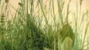 'A Great Piece of Turf': Nurtured in his studio.