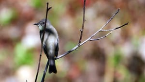 Crisp photo of a small gray songbird perched alertly on a twig, with pink and green foliage a blur behind it.