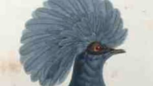 Josephine loved exotic birds (like this black swan) almost as much as exotic plants.
