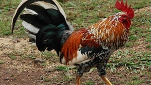 Dawn or no, there is just the rooster. (A feral rooster on the Hawaiian island of Kauai: photo by jaybergesen via Creative Commons/Wikimedia)