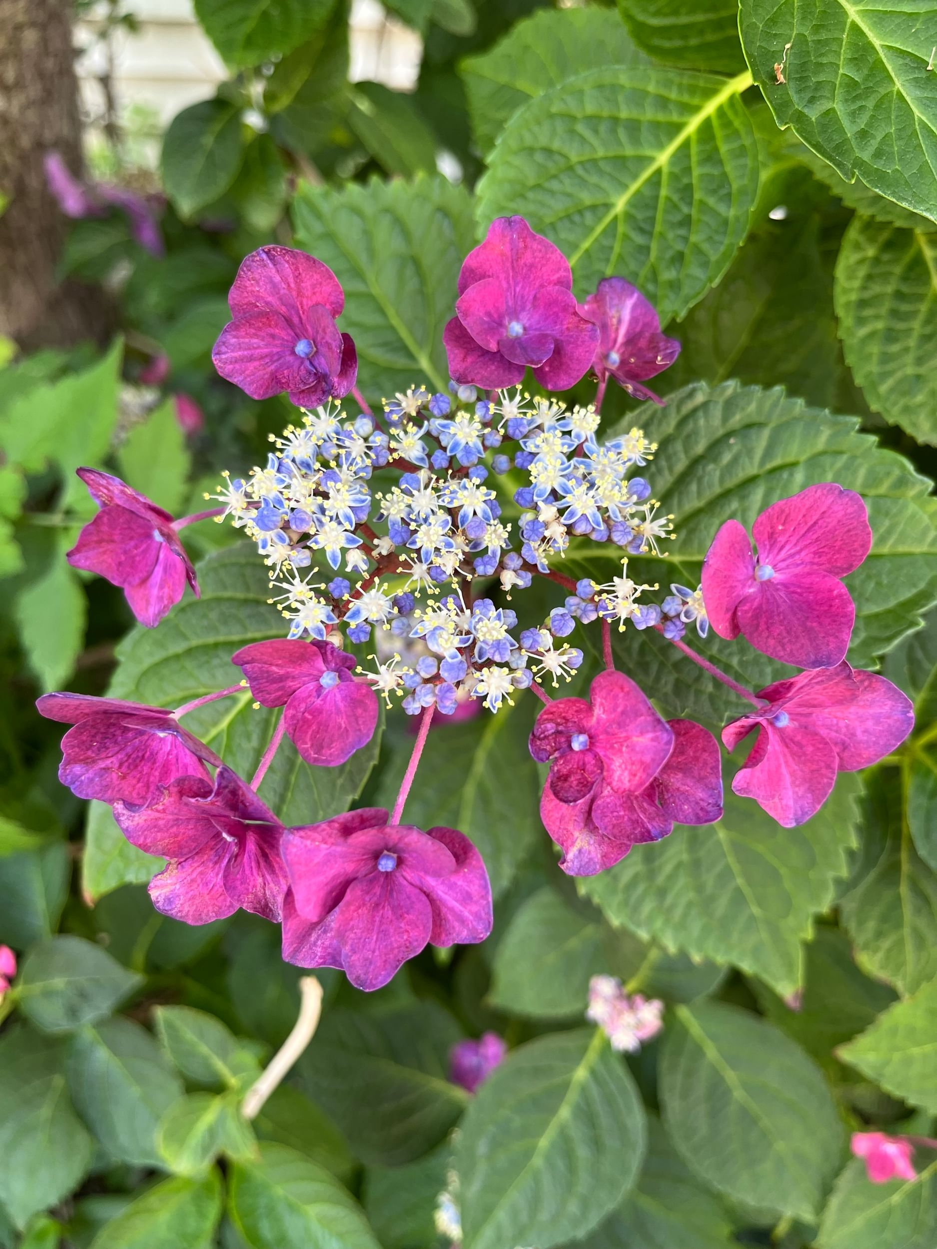 Closeup on a multicolored purple hydrangea blossom whose petals resemble a firework.