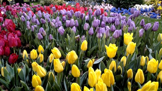 Flowers at a previous Philadelphia Flower Show (Courtesy: PHS)