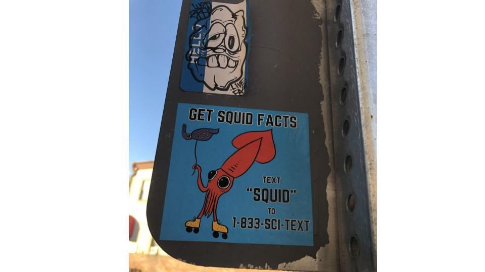 Get squid facts slide