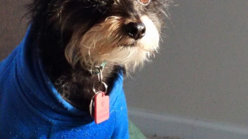 Who knows what companions are waiting for you, after you weather that divorce? Ginny is mine. (Photo by Simon Jeffries.)