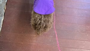 Seen from above, tiny brown poodle wears a purple coat, standing on leash with two polka-dot boots visible at bottom of frame