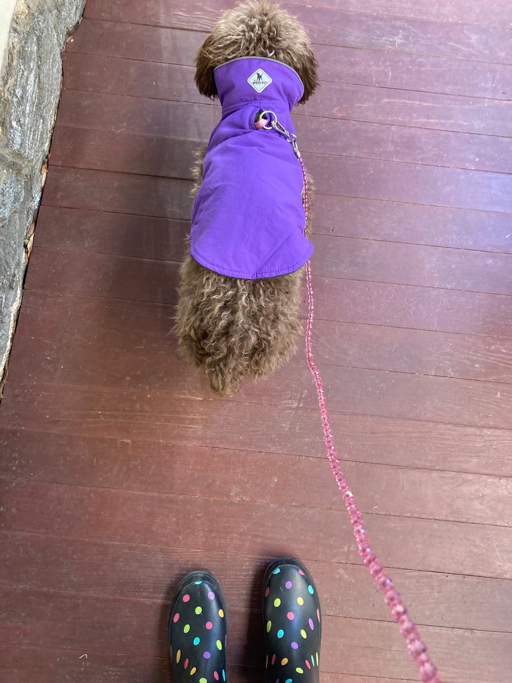 Seen from above, tiny brown poodle wears a purple coat, standing on leash with two polka-dot boots visible at bottom of frame