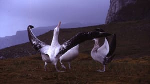 Consider the albatross. (Photo of the wandering albatross by Dimitri Damasceno via Creative Commons/Wikipedia)