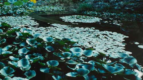 Detail from Clergue's "Sicilian Botanic Garden, Palermo, Italy, 1988." (Photo courtesy of the University of Pennsylvania)