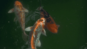 The book cover. Title in white letters at center, over a photo of 3 calico koi fish swimming in a lush woodland pond.