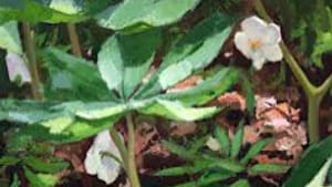 Moyer's 'Mayapples': Sometimes you just want to unwind.