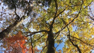 Woodsy view from the ground, looking far up the trunk into the multicolored autumn foliage against a blue sky.