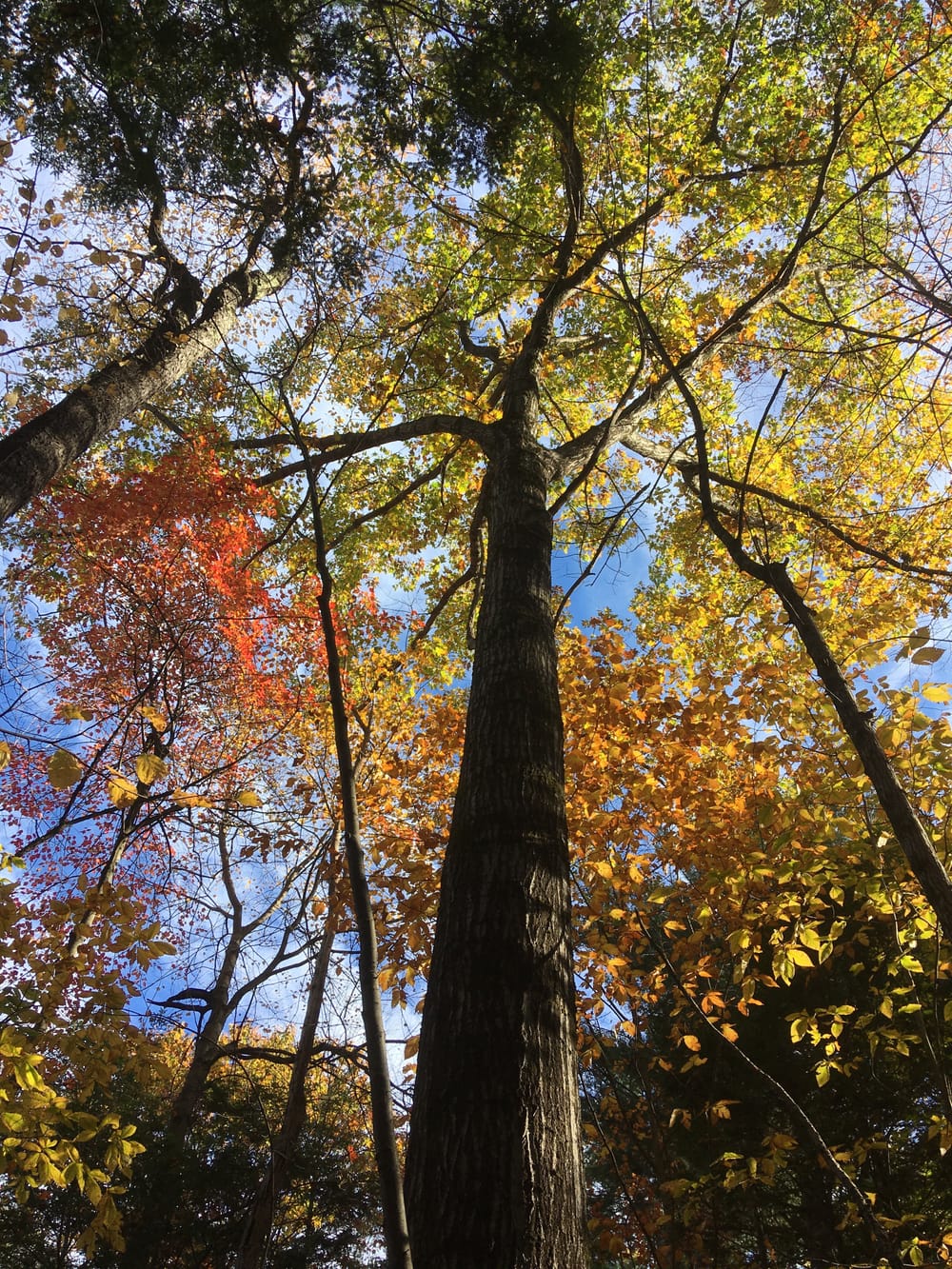 Woodsy view from the ground, looking far up the trunk into the multicolored autumn foliage against a blue sky.