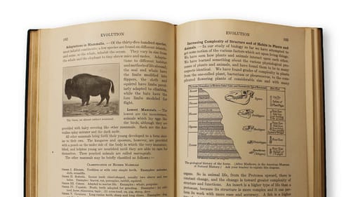 Close-up on open pages of original textbook, with a drawing of a buffalo at left and diagram of sediment & skulls at right.