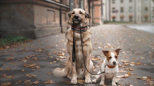 The NY Dog Film Festival stops in Bryn Mawr this month. (Image courtesy of the festival.)