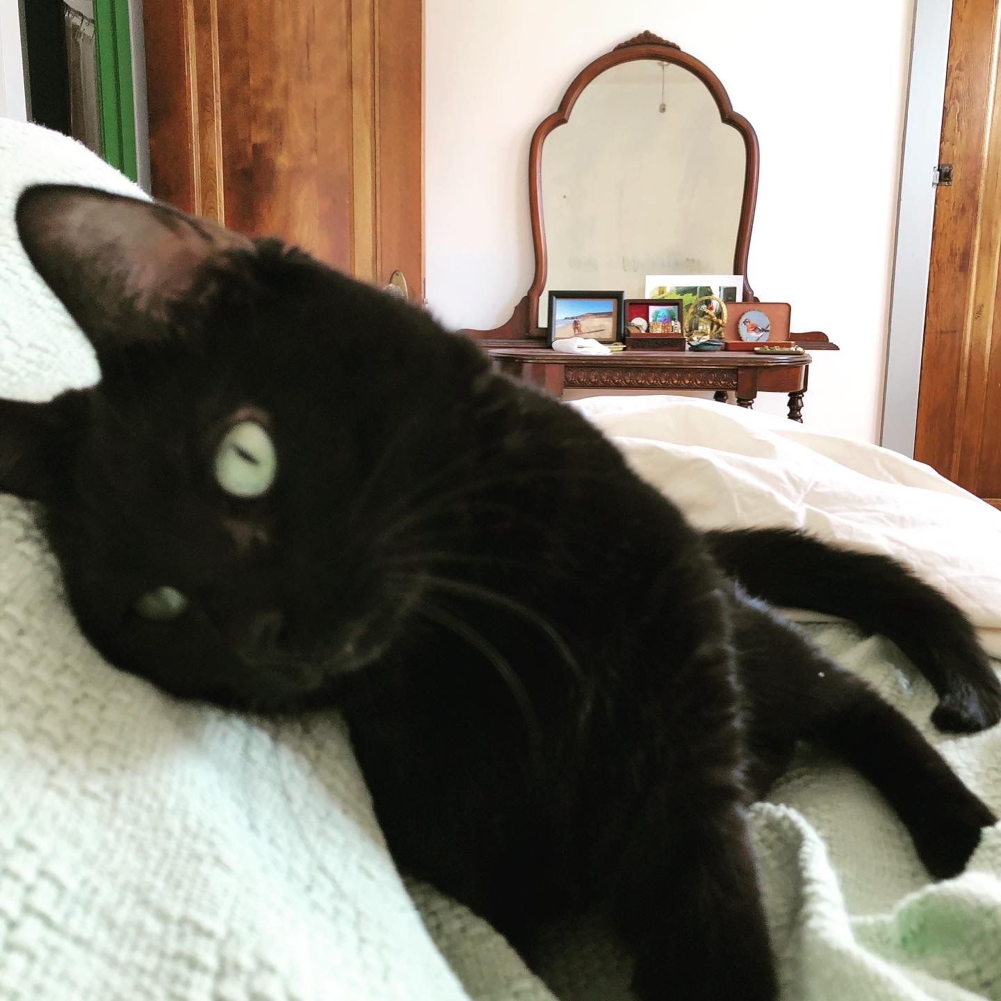 Settling in quickly: Nana before finding a new forever home. (Photo by Christina Anthony.)