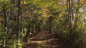 A wide, shady, mossy path disappearing into an early autumn forest in the New Jersey Pine Barrens.