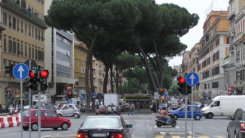 Respighi's first movement sounds "like a traffic jam on the Via del Corso"; these Roman Umbrella Pines affirm that assessment. (Photo by Adrian Pingstone via Creative Commons/Wikimedia.)