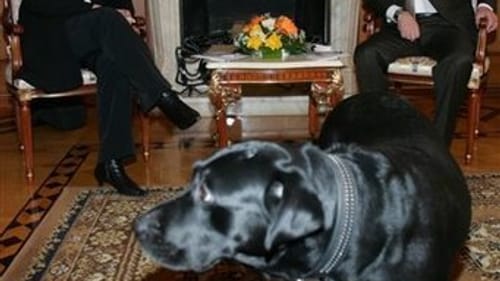 International diplomacy is a dog-eat-dog world: Merkel, Putin, and Putin's Labrador retriever Konni. (Photo via theunorthodoxangora.com.)