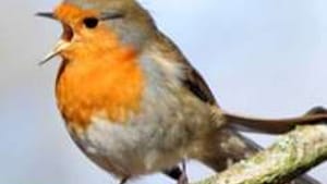 If I listen carefully to the robin's song— or to a foreign language— I get the gist of the conversation.