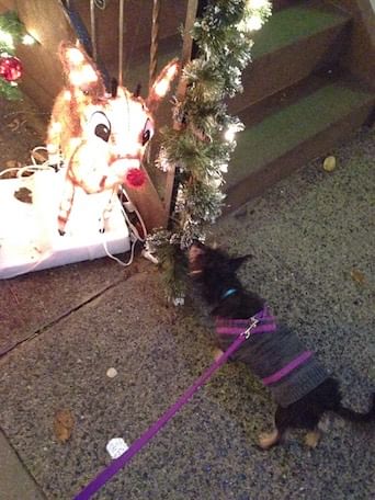 Ginny and Rudolph, the eponymous ruminant. (Photo by Alaina Johns)