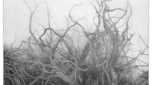 Csilla Sadloch, "Island Root," graphite, 2013.