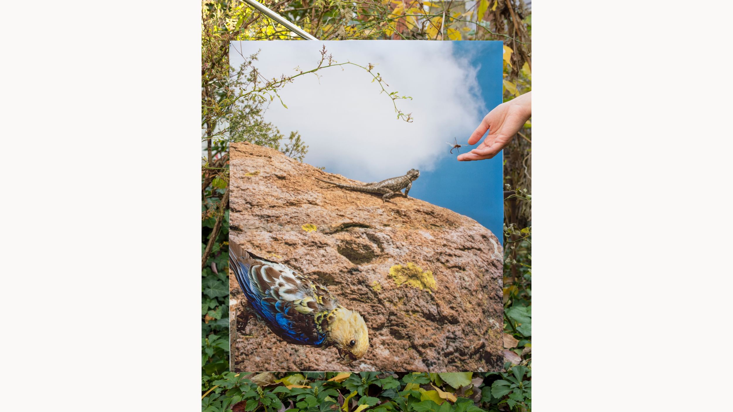 Surreal photo collage shows foliage, a rock, blue sky, a scruffy parakeet facing down, a lizard, a flying bug, & human hand