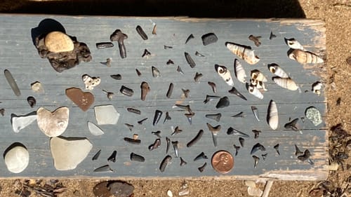 Close-up on a few dozen shells, glassy stones, and small black petrified shark’s teeth laid beside a penny on a gray board.