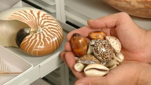 This weekend, discover as many shells as you can get your hands on. (Image courtesy of the Academy of Natural Sciences.)
