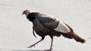 Tread lightly this Thanksgiving. (Photo via PublicDomainPictures.net)