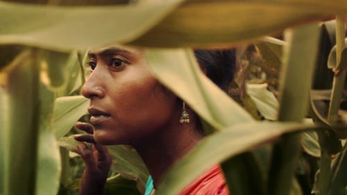 A double life, as long as the cornfield stands: Sandhaya Suri’s ‘The Field.’ (Image courtesy of BlackStar.)