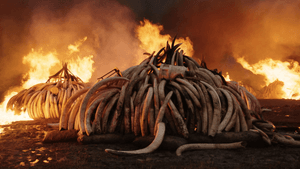 The Kenyan government set 105 tons of ivory and 1.3 tons of rhino horn ablaze on April 30, 2016 in a response to the decimation of local populations, as seen in the film ‘Anthropocene: The Human Epoch.’ (Image courtesy of Anthropocene Films Inc.)