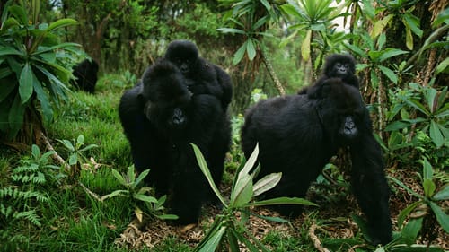 "Mountain Gorillas, Volcanoes National Park, Rwanda, 1995." Inkjet print mounted on Dibond. (Photo courtesy of Michael Nichols/National Geographic.)