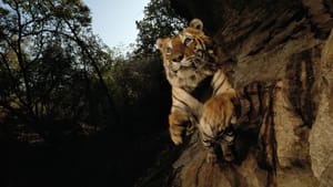 "Charger, Bandhavgarh National Park, India, 1996." Inkjet print mounted on Dibond. Photo courtesy of Michael Nichols/National Geographic.)