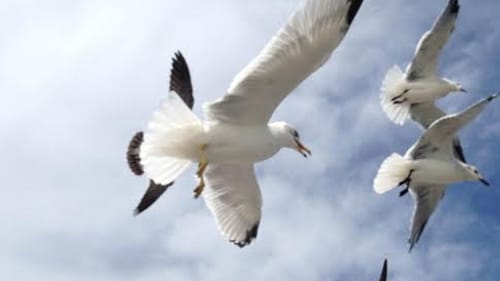 Feeding the gulls instead of herself. (Photo courtesy of the author)