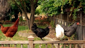 Backyard chickens are increasingly popular, even in the city. (Photo by thedabblist via Creative Commons/Flickr)