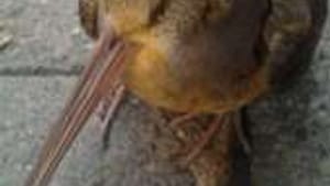 With a beak like that, what was my new friend doing on Walnut Street?