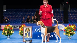 The 2013 National Dog Show Best in Show winner, Jewel, an American Fox Hound. Image by See Spot Run Photography.