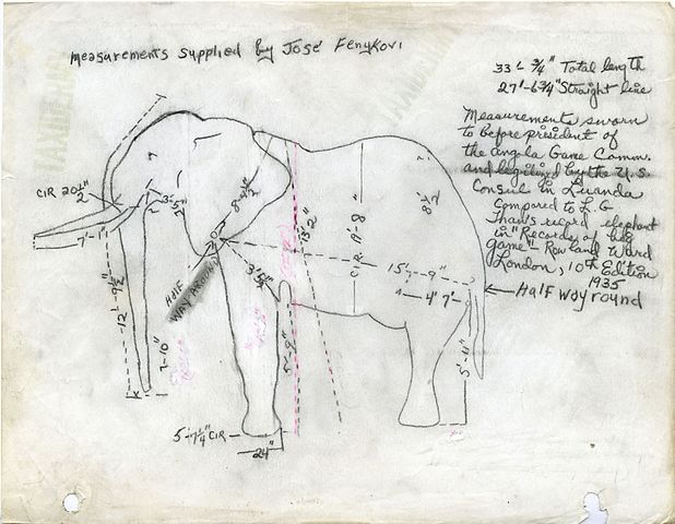 Taking the artist's measure. (Image from the Smithsonian Institution Archives [SIA].)