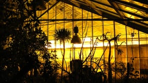 Dangerous plants (“Greenhouse at Night” by sea turtle via Creative Commons/Flickr)
