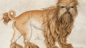 Hans Hoffmann, 'An Affenpinscher' (detail, 1580): Back to the future.